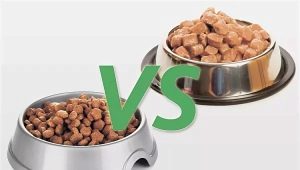 الطعام الرطب والجاف: ما هي أفضل طريقة لإطعام القط؟