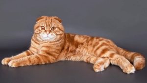 Sarkano skotu kaķu izskats, raksturs un saturs