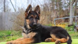 All about black sheep german shepherd dogs