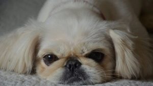 All about the Pekingese breed