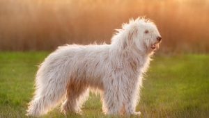 Anjing Gembala Rusia Selatan: piawaian baka dan kandungan