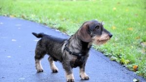 Ledningshårede dachshunds: typer, karakter og trekk ved å forlate