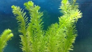 Elodea akvarium plante: hvordan vedligeholdes og plejes?