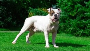 American Bulldog: mô tả giống, nhân vật và nội dung