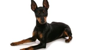 English Toy Terrier: rasbeskrivning och hundvård
