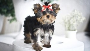 Baby Face di Yorkshire Terriers