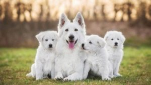 الكلاب البيضاء: ميزات اللون والسلالات الشعبية
