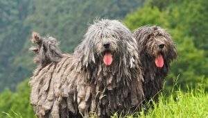 Bergamo-herdershond: kenmerken van het ras, onderwijs en onderhoud