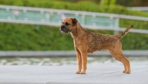 Border Terrier: descrição, educação e manutenção da raça