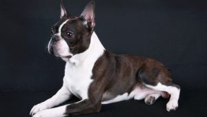 Boston Terrier: breed description, colors, feeding and care
