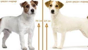 Aký je rozdiel medzi Parson Russell Terrier a Jack Russell Terrier?
