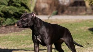 Black pit bull: perihalan dan nuansa kandungannya
