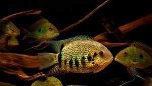 Severum tsikhlazoma: varieties, tips for care and breeding