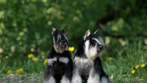 Miniature Schnauzer: breed description, pros and cons, nature and content