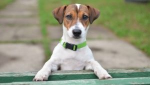 Jack Russell Terrier: opis plemena, charakter, štandardy a obsah