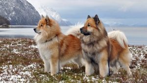 Eurasiers: وصف سلالة الكلاب ومزاجه والرعاية الأساسية