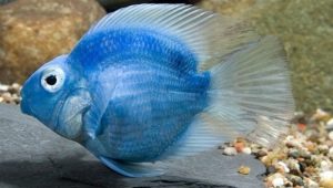Zilās papagaiļu zivis: satura apraksts un ieteikumi
