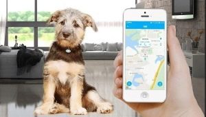 GPS-trackere for hunder: hvorfor er det behov for dem og hvordan velge dem?