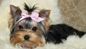 Yorkshire Terrier mini: race beskrivelse og indhold