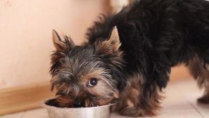 كيف وماذا لتغذية يوركشاير الكلاب؟