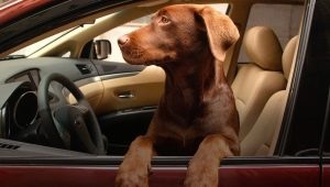 كيف تنقل كلب في سيارة؟