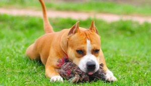 Hoe de Staffordshire Terrier op te leiden en te trainen?