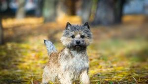 Cairn Terrier: ciri-ciri baka, kandungan dan pilihan nama samaran