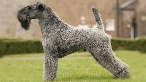 Kerry kék terrier: fajtaleírás, fodrász és tartalma