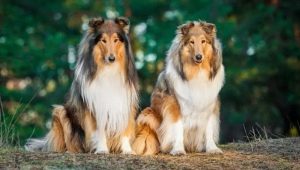 Collie: history, types, selection and care