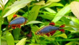 Microparsing galaxy: keeping and breeding aquarium fish