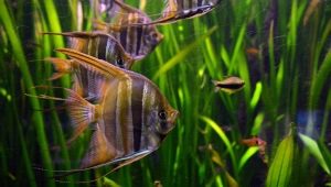 Mírové akvarijní ryby: popis a výběr