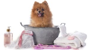 هل يمكن غسل الكلب بشامبو بشري؟