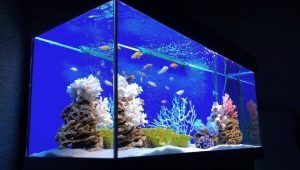 Kann ich den Filter im Aquarium nachts ausschalten und aus welchen Gründen?