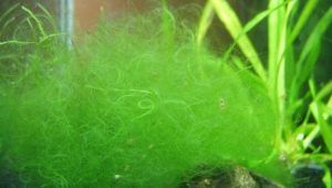 Tråd i akvariet: årsagerne til alger og kontrolmetoder