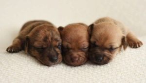 Новородени кученца: особености на развитието, определяне на пола и нюанси на грижа