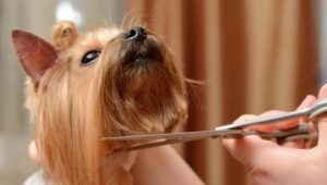 Ножица за кучета: сортове, изисквания и съвети за подбор