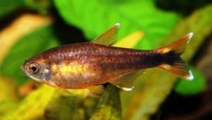 Description of the copper tetra and the rules for its maintenance