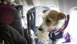 ملامح نقل الكلاب على متن طائرة