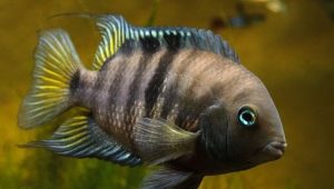 Caractéristiques de la conservation des cichlidés de poissons d'aquarium