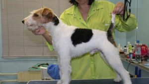 Features of trimming the Fox Terrier