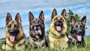 Çoban köpekleri: çeşitleri, özellikleri, seçimi ve bakım ipuçları