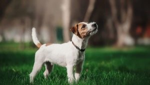 Parson Russell Terrier: beskrivning av rasen och dess egenskaper