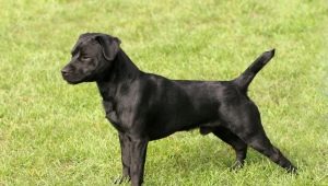 Putterdale Terrier: beskrivelse av rasen av hunder og holder