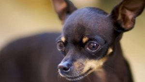 Rules for the care and maintenance of toy terrier