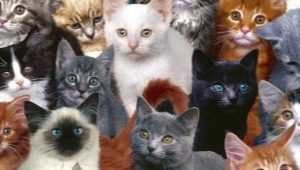 مجموعة متنوعة من سلالات القطط