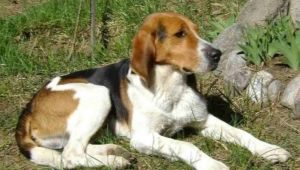 كلب كلب الصيد الروسي: وصف وقواعد حفظ