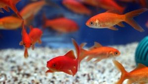 Comet fish: types and contents in the aquarium