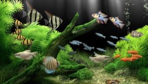 Najnepotencijalnija akvarijska riba: sorte, izbor i njega
