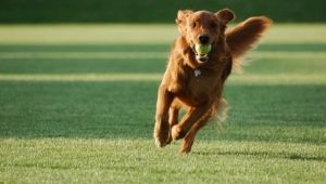 Secrets of Dog Training Aport Team
