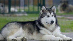 الكلاب الشمالية: نظرة عامة على السلالات وتوصيات المحتوى